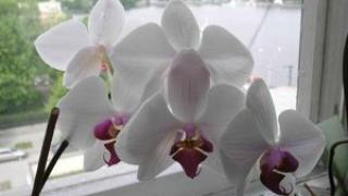 Ваша первая орхидея. Советы начинающим
